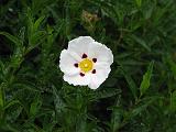 Cistus Rock Rose_2 